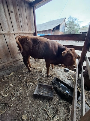 vițel de vânzare  - imagine 4