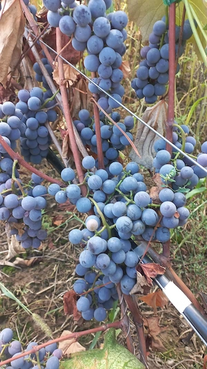 strugurii și prune. 
