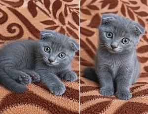 Fetiță și băiat scottish fold