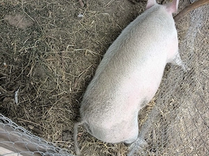Vând doi porci 