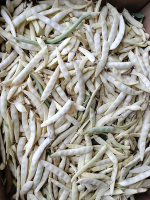 fasole verde 
