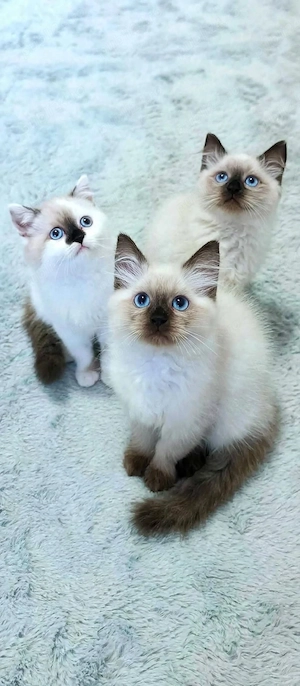 ragdoll asiguram transport!!!