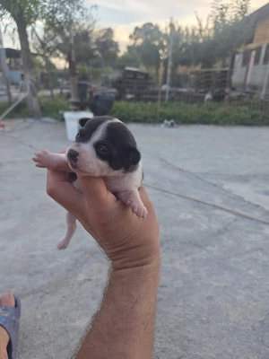 Vand catelusa chihuahua mini toy - imagine 3