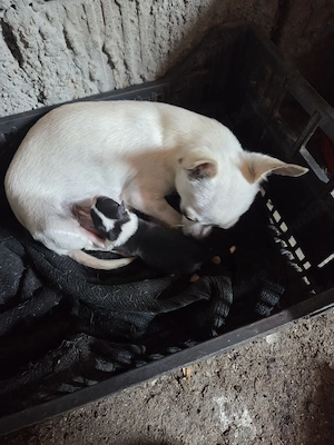 Vand catelusa chihuahua mini toy - imagine 2