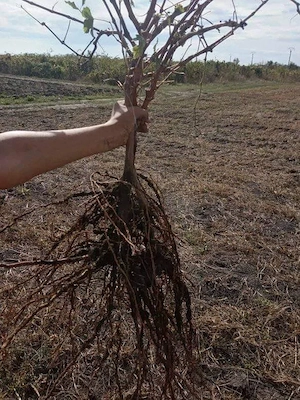 Butași Vita De Vie 