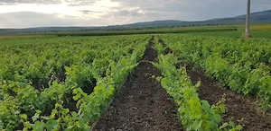 Butași Vita De Vie 