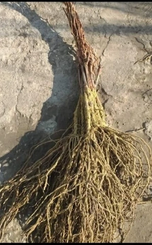 Butași Vita De Vie 