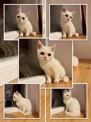 british shorthair