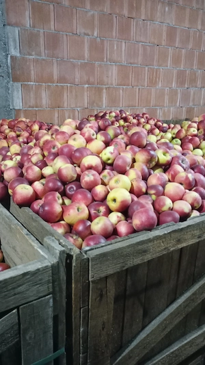 Vând mere pentru piață  preț  1.5lei  kg