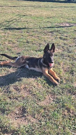  De vânzare   femelă Ciobănesc Belgian Malinois,  de lucru - imagine 2