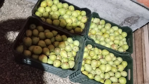 Vând pere calitatea 1 pt piata 3 lei kg