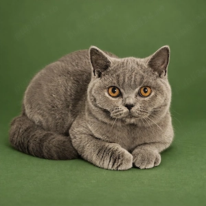 British shorthair 