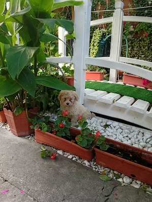 Vand catelus maltipoo - imagine 2