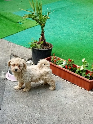 Vand catelus maltipoo - imagine 5