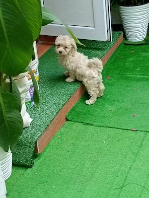 Vand catelus maltipoo - imagine 3