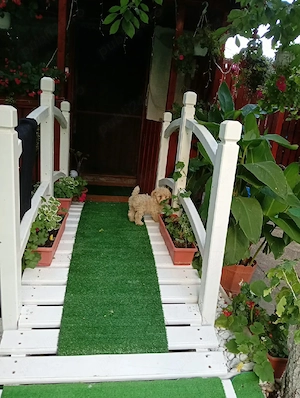 Vand catelus maltipoo
