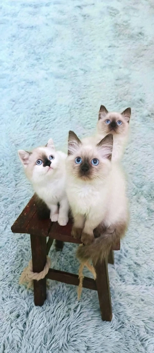 pisicuti ragdoll!!!