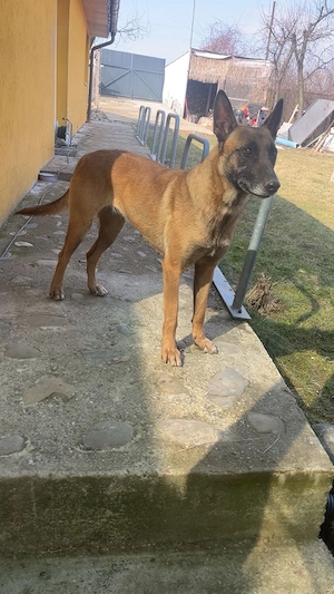 Pui cățel Ciobănesc malinois - imagine 4