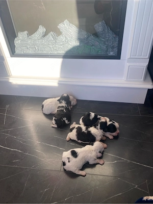 bichon foarte dragalasi