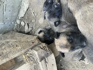 Pui cățel Ciobănesc malinois - imagine 2
