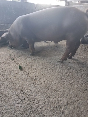 de vanzare 1 mascul 40..45 kg rasa duroc  - imagine 3