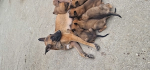 Căței belgian malinois - imagine 3