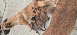 Căței belgian malinois - imagine 5
