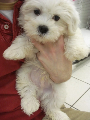 Bichon maltez alb pufos 2 luni