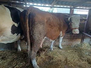 vind 2 vaci de abator mai au și lapte.