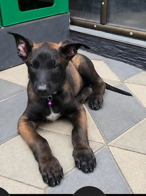 Vând Ciobănesc Belgian Malinois - imagine 3