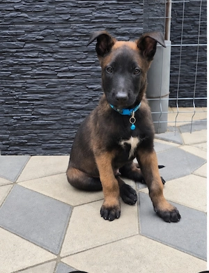 Vând Ciobănesc Belgian Malinois - imagine 2