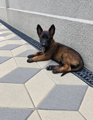 Vând Ciobănesc Belgian Malinois
