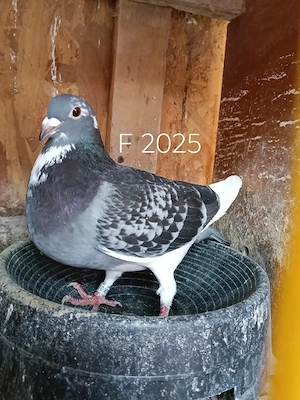 Porumbei voiajori 