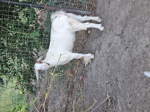 Ieduță 5 luni gata de monta,rasă boer cu sanen