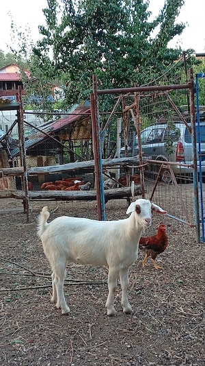 Ieduță 5 luni gata de monta,rasă boer cu sanen - imagine 2