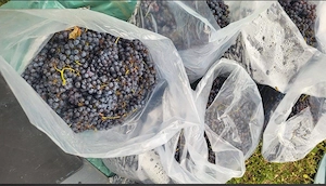 Struguri Merlot si Cabernet 4 lei  kg 