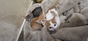 3 pui de pisică spre adopție   pisicuțe de 1 2 luni