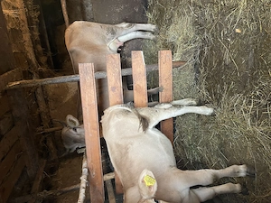 Vând vaca și vițica de 2 luni 