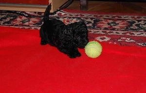 Caniche negru fetita 