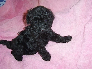 Caniche negru fetita  - imagine 2