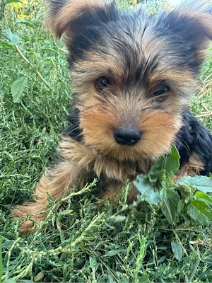 Yorkshire terrier mini toy  - imagine 3