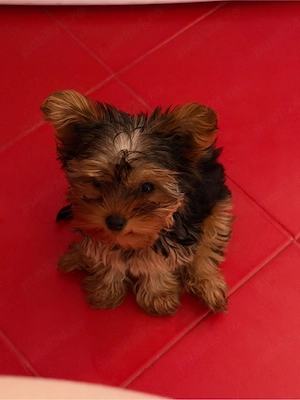 Yorkshire terrier mini toy 