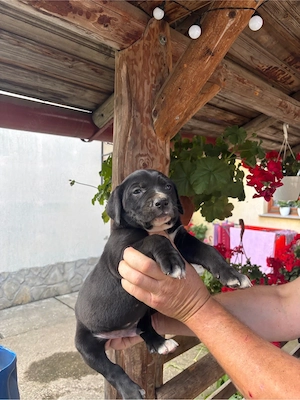 Vand pui cane corso  - imagine 2