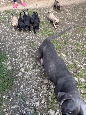 Vand pui cane corso  - imagine 5