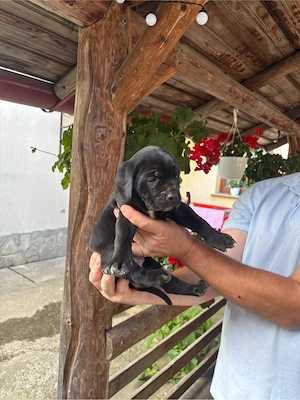 Vand catelusi cane corso 