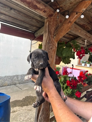 Vand pui cane corso  - imagine 4