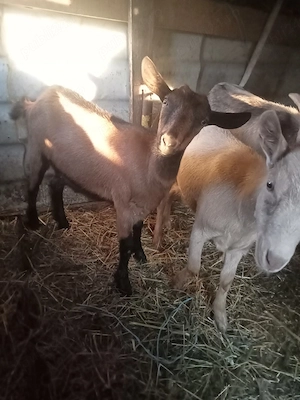 vând sau schimb cu cereale purcei păsări o capră și două iede 