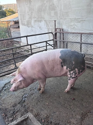 Vand PORC DE CASĂ - crescut natural! - imagine 3