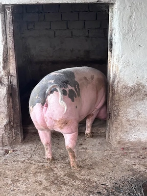 Vand PORC DE CASĂ - crescut natural! - imagine 5