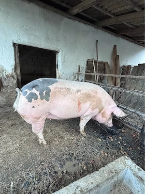 Vand PORC DE CASĂ - crescut natural! - imagine 2